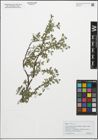 Foto von Salix retusa L.